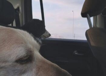 huisdier naar het buitenland