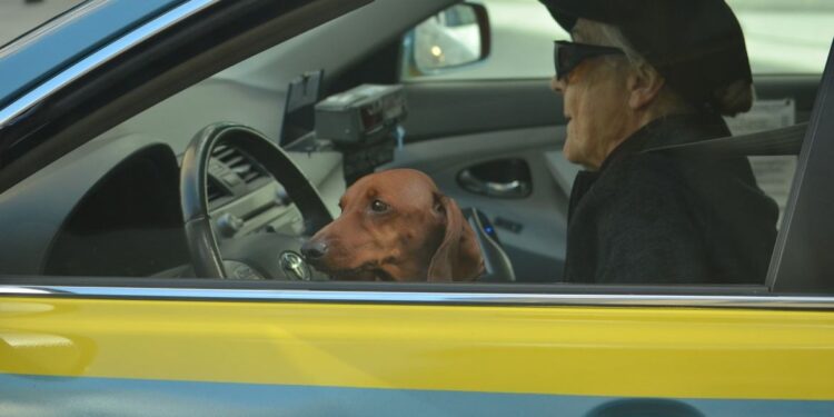 rijbewijskeuring 75-plussers