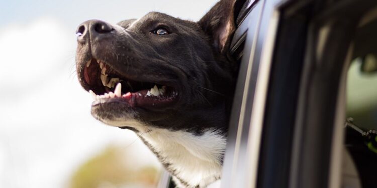 hond in de auto